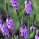 1,000 Bulk Seeds Browallia Browallia Americana