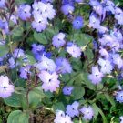 550 Bulk Seeds Cosmos Pinkie Cosmos Bipinnatus