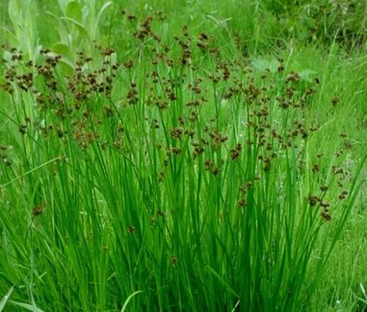 1,000 Bulk Seeds Aruncus White Aruncus Dioicus