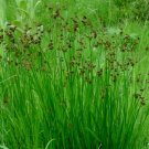 1,000 Bulk Seeds Aruncus White Aruncus Dioicus