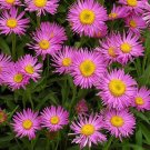 500 Bulk Seeds Aster Alpine Blue Aster Alpinus