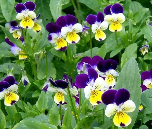100 Bulk Seeds Hyacinth Bean Lablab Purpureus