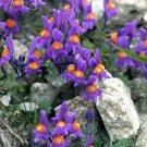 500 Bulk Seeds Foxtail Barley Hordeum Jubatum