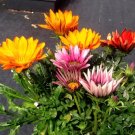 25 Bulk Seeds Bear'S Breaches Acanthus Mollis