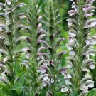 1,000 Bulk Seeds Five Spot Nemophila Maculata