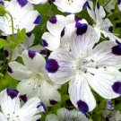 1,000 Bulk Seeds Ammobium Alatum Grandiflorum