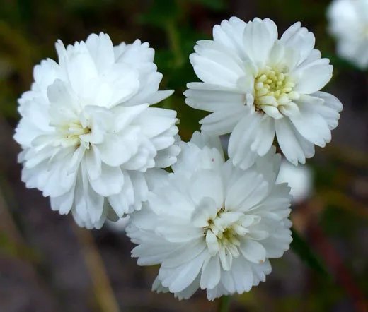 5,000 Bulk Seeds Vetch Crown Coronilla Varia