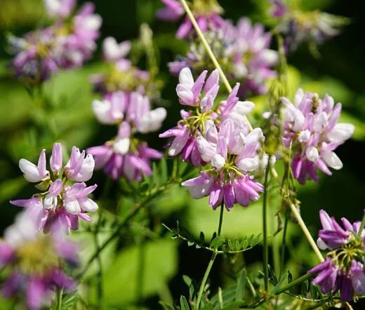 100 Bulk Seeds Ajuga Bugleweed Ajuga Reptans