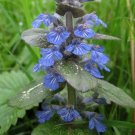 500 Bulk Seeds Ageratum Yellow Lonas Inodora