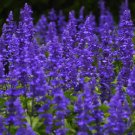 10,000 Bulk Seeds Sage Blue Salvia Farinacea