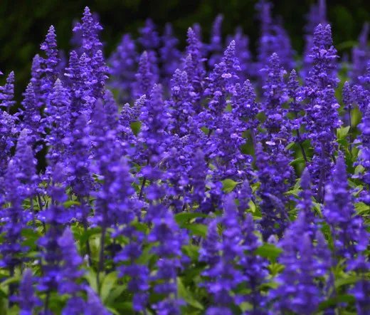 5,000 Bulk Seeds Tidy Tips Layia Platyglossa