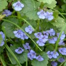100 Bulk Seeds Four O'Clock Mirabilis Jalapa