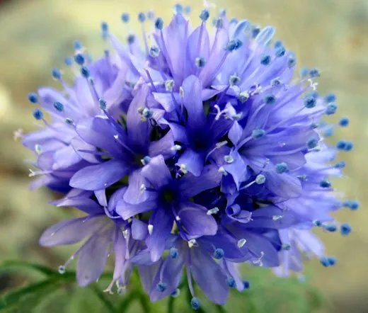 90,000 Bulk Seeds Poppy Cascade Pocket Mix