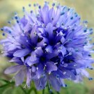 90,000 Bulk Seeds Poppy Cascade Pocket Mix