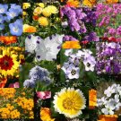 10,000 Bulk Seeds Chicory Cichorium Intybus