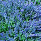 100 Bulk Seeds Korean Mint Agastache Rugosa