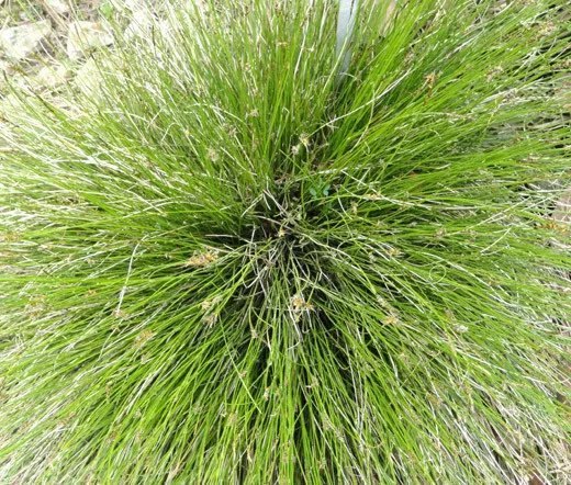 50 Bulk Seeds Rush Javelin Juncus Pallidus