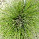 50 Bulk Seeds Rush Javelin Juncus Pallidus