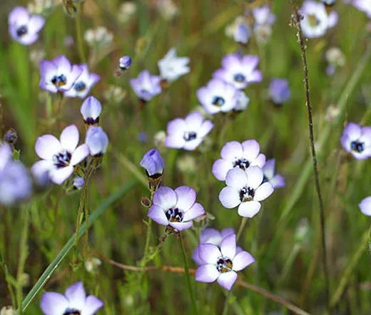 1 Oz Bulk Seeds Wildflower Mix Short Creek