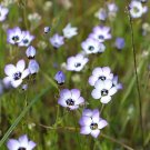 1 Oz Bulk Seeds Wildflower Mix Short Creek