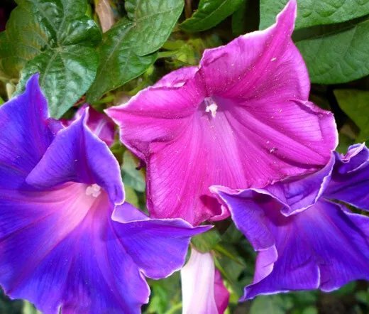 1 Oz Bulk Seeds Wildflower Mix Shady Lane