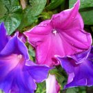 1 Oz Bulk Seeds Wildflower Mix Shady Lane