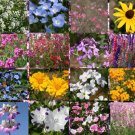 300 Bulk Seeds Sedum Voodoo Sedum Spurium