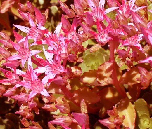 1 Oz Bulk Seeds Wildflower Mix Early Bird