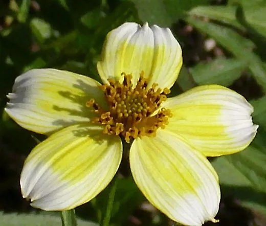 5,000 Bulk Seeds Thyme Thymus Vulgaris