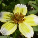 5,000 Bulk Seeds Thyme Thymus Vulgaris