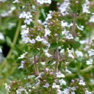1,000 Seeds Catchfly Non Usps Shipping