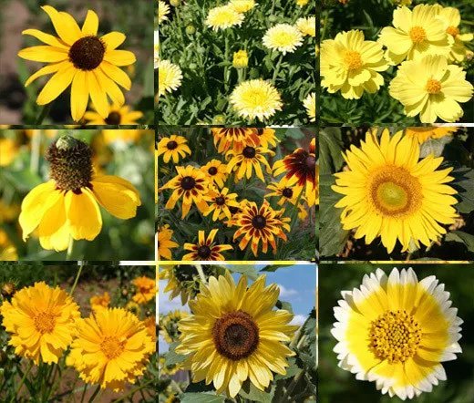 1 Oz Bulk Seeds Wildflower Mix Yellow