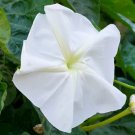 50 Bulk Seeds Moonflower Ipomoea Alba
