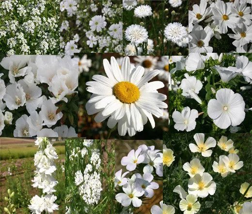 1 Oz Bulk Seeds Wildflower Mix White