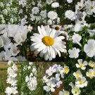 1 Oz Bulk Seeds Wildflower Mix White