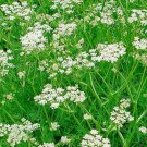 1,000 Bulk Seeds Caraway Carum Carvi