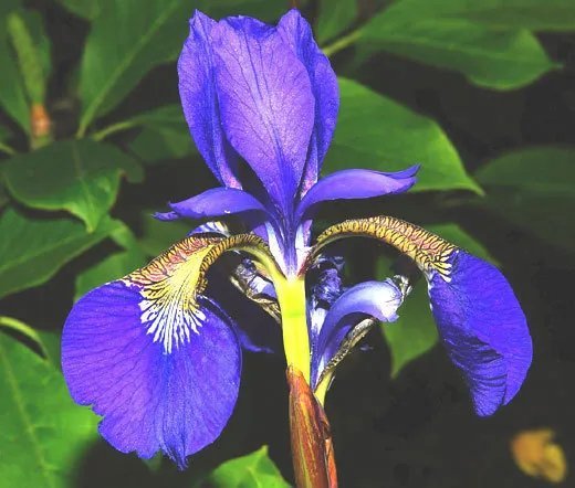 50 Bulk Seeds Iris Oregon Iris Tenax