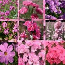 1 Oz Bulk Seeds Wildflower Mix Pink