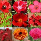 1 Oz Bulk Seeds Wildflower Mix Red