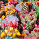 200 Bulk Seeds Cactus Mix Cacti