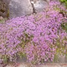 10000 Bulk Seeds Creeping Thyme Dwarf Thymus Serpyllum Ground Cover