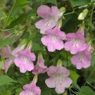 140 Bulk Seeds Asarina Climbing Snapdragon Rose Asarina Scandens