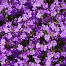 550 Bulk Seeds Aubrieta Rock Cress Purple Aubrieta Hybrida Hendersonii