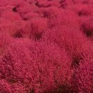 600 Bulk Seeds Burning Bush Kochia Scoparia