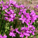 500 Bulk Seeds Arabis Wall Rock Cress Spring Charm Arabis Blepharophylla