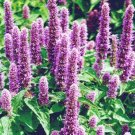 120 Bulk Seeds Agastache Giant Hyssop Lavender Blue Agastache Mexicana