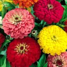 1500 Bulk Seeds Zinnia Dahlia Mix Zinnia Elegans