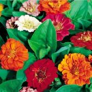 1200 Bulk Seeds Zinnia Dwarf Thumbelina Mix Zinnia Elegans