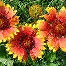 1200 Bulk Seeds Blanket Flower Gaillardia Aristata