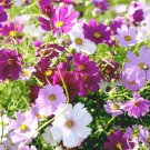 6000 Bulk Seeds Cosmos Sensation Mix Cosmos Bipinnatus